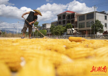 （图片新闻）湖南道县：玉米晾晒忙