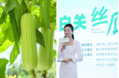 丝瓜中的爱马仕——白关丝瓜惊艳长三角
