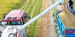 新安镇：“硒”稻好“丰”景