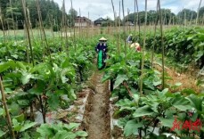 万佛山镇：蔬菜喜丰收 农户笑开颜