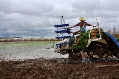 华容团洲积极灾后重建，抢栽抢种3000亩晚稻