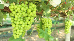 葡萄成熟季 采摘正当时