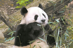 科普 | 大熊猫圆滚滚的，它们是真胖吗？