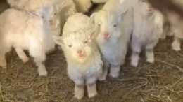 家里有8只羊在等潘展乐