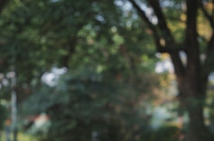 平淡如栀子的牛哥