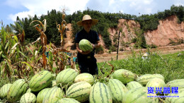 直击灾后重建丨李方平：助农解决西瓜销售难题