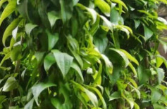 母亲相伴的乡村夏夜