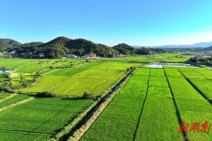 韶山湘韶村：特色种植存绿生“金” 凉茶飘香沁心润“民”
