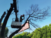 路边树枝存在安全隐患 群众致电热线迅速解决
