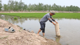 种粮大户灾后自救 全力恢复粮食生产