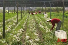 溪口镇：让“林下菌”成为乡村振兴的“助力军”