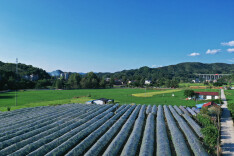 乡村振兴 | 会同县岩壁村：葡萄飘香引客来