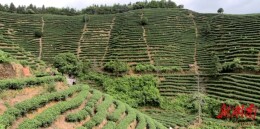 秋茶忙采收 绿叶变“金叶”