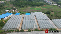 江华：哈密瓜喜迎丰收