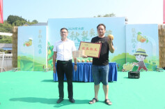 洪江市大崇乡金秋梨采摘节开幕  现场销售50余万公斤