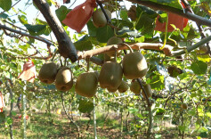 道县：猕猴桃喜获丰收 特色产业促增收