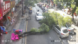江华：大树突倒砸中车 紧急处置保畅通