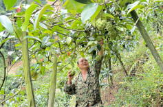 独坡镇：立足特色产业提质增效促振兴