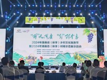 万亩刺葡萄“醉”八方游客 2024年湖南省（秋季）乡村文化旅游节开幕