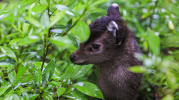 会同：“迷路”的国家二级重点保护野生动物——毛冠鹿回家了！