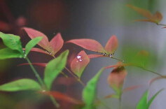 今日白露 ：露从今夜白，月是故乡明