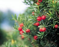 长坪坳上红豆杉