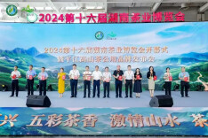 金秋九月 茶香星城——白沙溪盛装亮相2024第十六届湖南茶业博览会