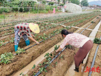 道县：秋后草莓种植忙（组图）