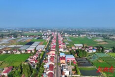 常德十美堂镇：“金”花结出富贵果 稻香铺就振兴路