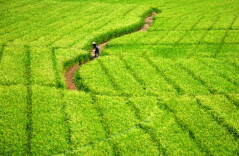 会同坪村镇：千亩制种水稻“赶花”忙