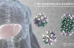 坚守20多年，攻克半个世纪的谜题，中国学者揭开乙肝病毒神秘面纱