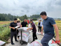 永顺县：建设中稻示范片 粮食安全有保障