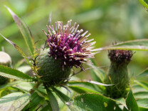 “湘”村振兴景正好 | 连山乡：药材种植管护忙 振兴路上“药”飘香