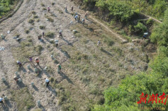 会同县青朗乡朗江村：玉竹获丰收，农民挖“宝”忙