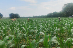 道县梅花镇：田间管理忙 秋粮丰收有保障