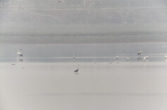 鼎城：生态环境持续向好 东方白鹳再访鸟儿洲