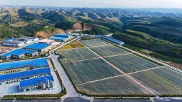 高质量发展看陕西•榆林⑦｜一颗小米粒 串起大产业