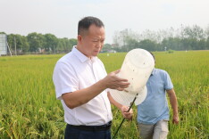 省植保植检站专家来华容调研指导秋粮重大病虫害防控工作