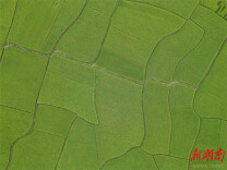 道县梅花镇：托管土地让群众增产增收