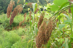 道县：高山引种红高粱 拓宽群众增收路