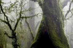 经武快评丨哀牢山很美，为什么很危险？