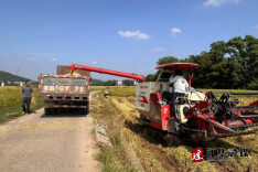 江华白芒营镇：金秋丰收季 晚稻收割正当时