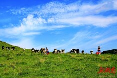 奶香茶韵蜂歌绘丰景 城步和美新景展宏篇
