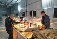 广坪镇：种桑养蚕闯富路 美好生活破“茧”出