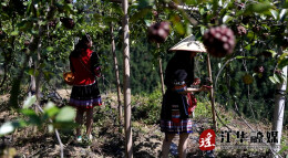 江华： 大瑶山“黑老虎”采摘游 开启特色乡村之旅
