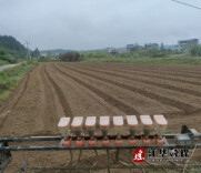 江华码市镇：油菜种植忙  静待好“丰”景