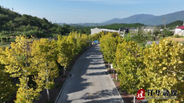 江华涔天河镇：梧桐渐黄 叶美如画