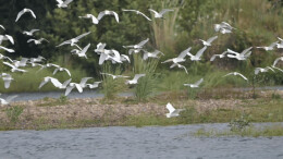 江华涔天河国家湿地公园白鹭纷飞