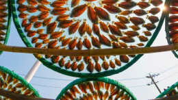 韵味！ 湖南的“晒秋”100%出片