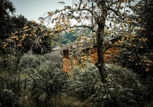 @摄影师 柿子红了，拍照高级有意境！